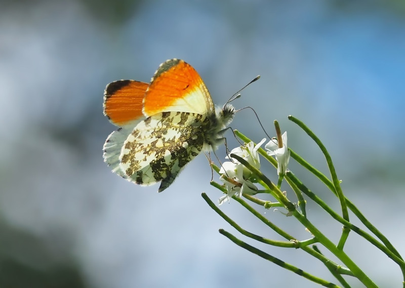 aurora-butterfly-Anthocharis cardamines - wilde planten- waardplanten - tuinieren - natuurlijke- methode